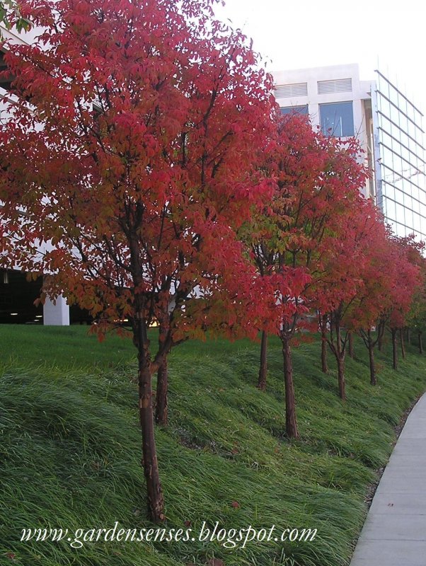 Acer platanoides 'Royal Red'