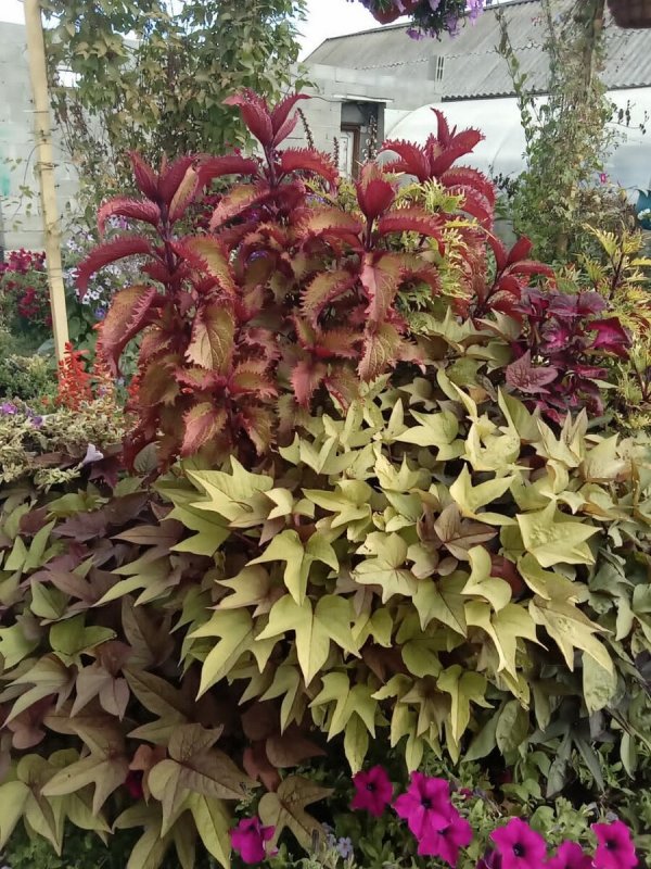 Колеус Red Croton
