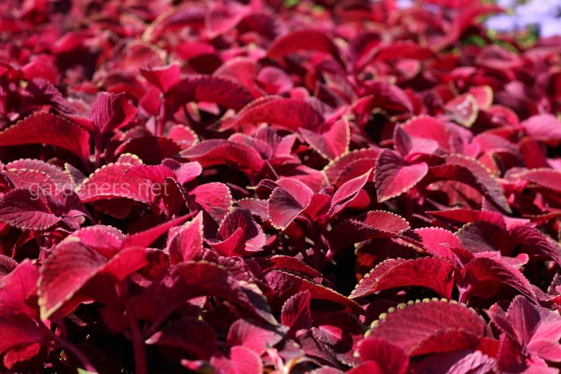 Колеус Red Croton 2
