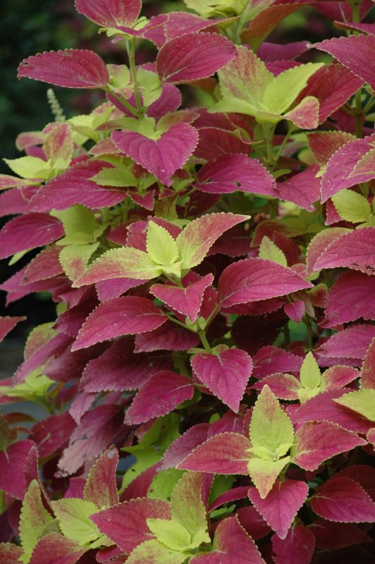 Колеус Red Croton