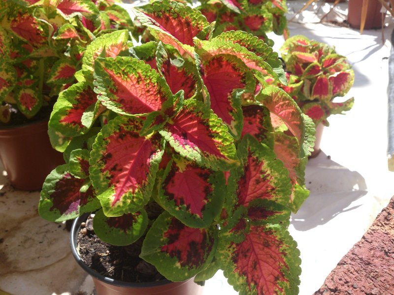 Колеус Red Croton