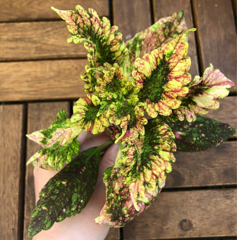 Колеус Red Croton