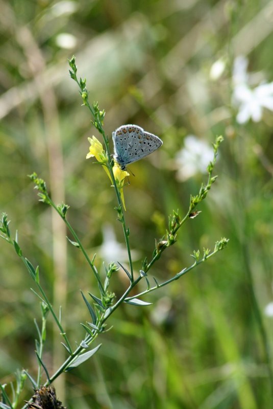 Spergula morisonii