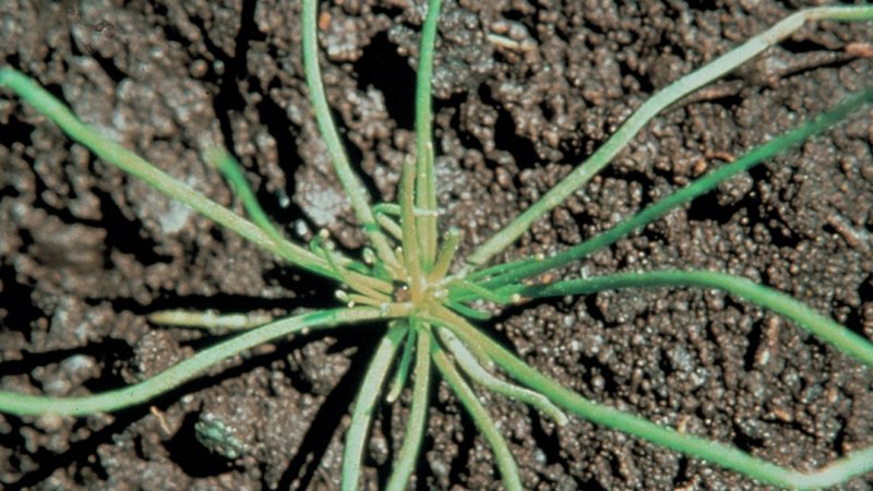 Spergula morisonii картинки с надписями
