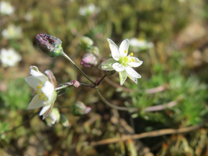 Торица обыкновенная Spergula vulgaris