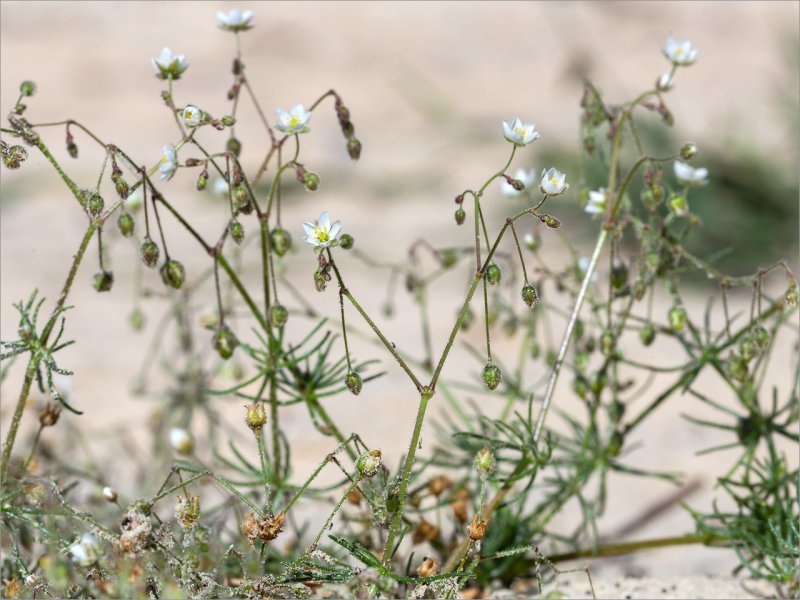 Торица Полевая (Spergula arvensis)