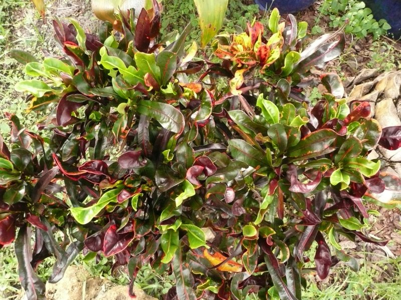 Колеус Red Croton 2