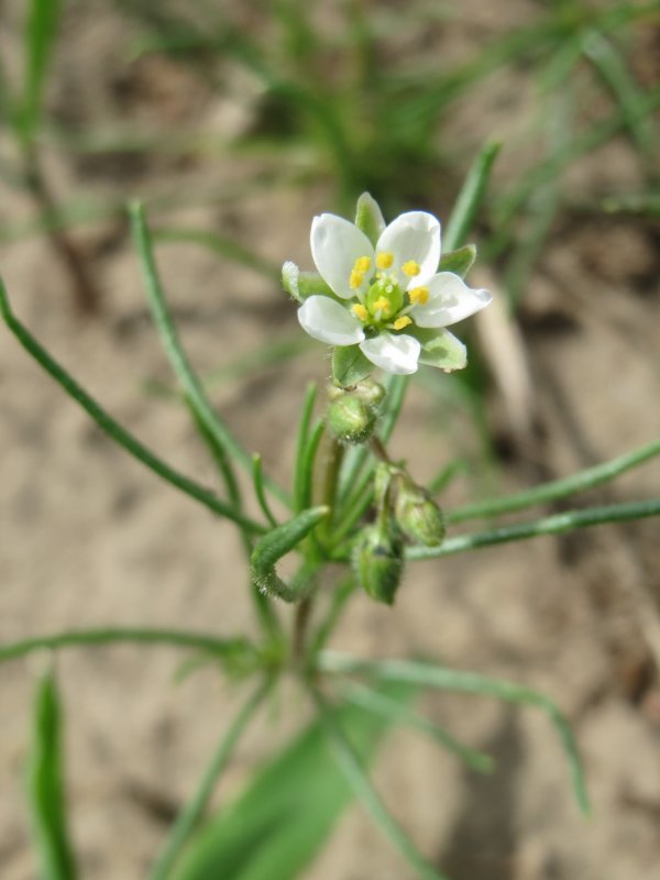 Spergula vulgaris
