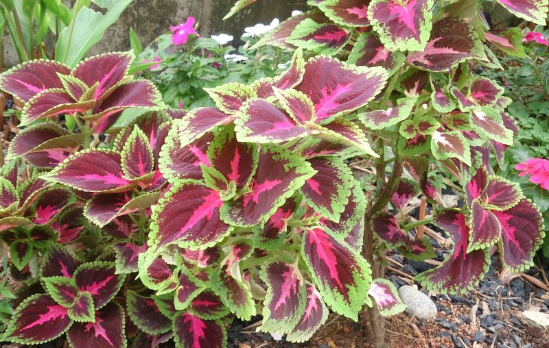 Колеус Блюме (Plectranthus scutellarioides)