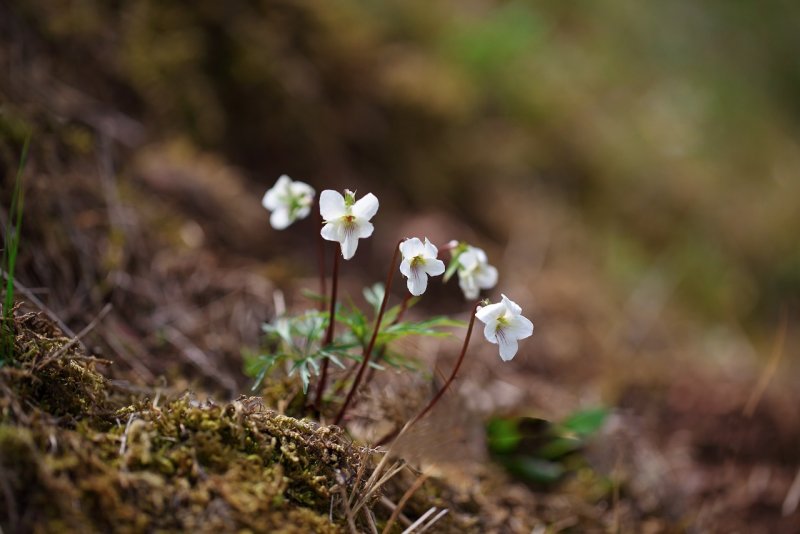 Cuscuta europaea