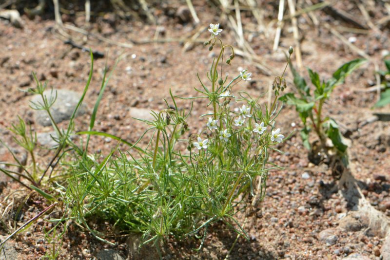Торица Полевая (Spergula arvensis)