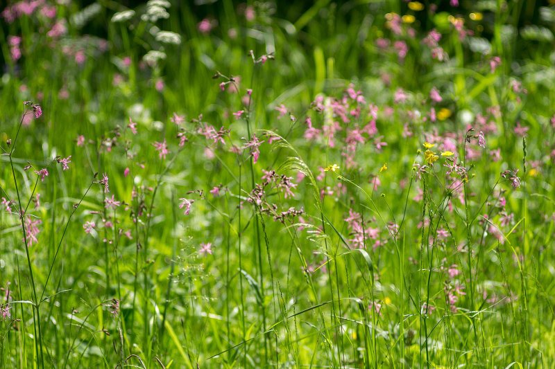 Moehringia ciliata