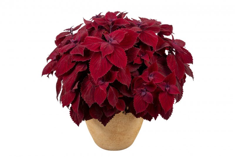 Колеус Coleus Mainstreet
