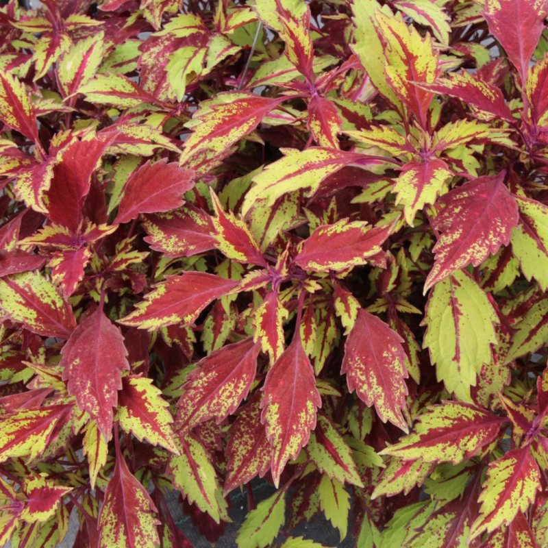 Колеус Red Croton