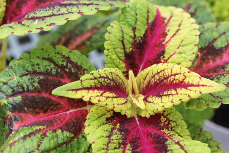 Колеус Coleus Blumei