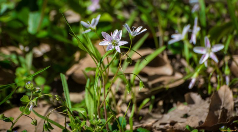 Ash Flower