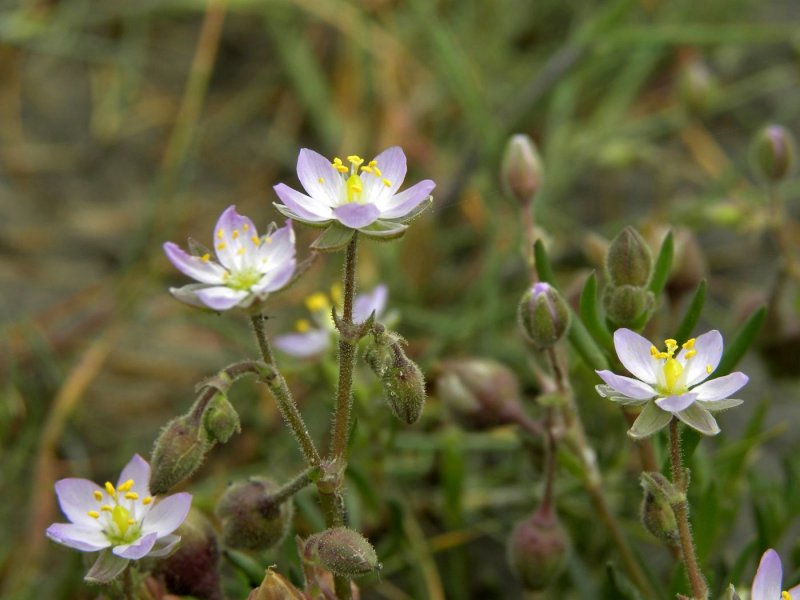 Торица Полевая (Spergula arvensis)