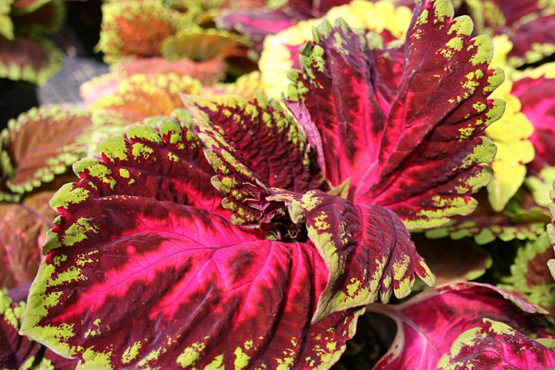 Колеус Coleus Forskohlii