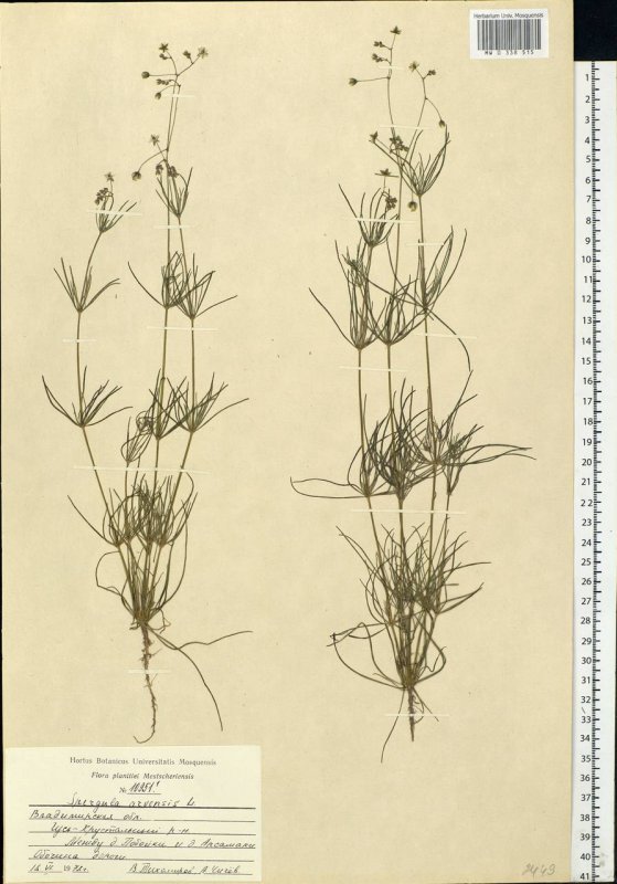 Дрок испанский (метельник прутьевидный) (Spartium junceum l.)