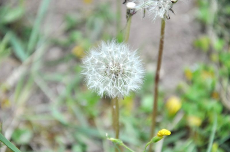 Spergula