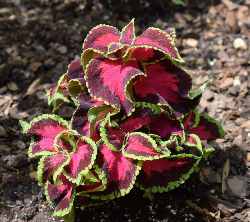 Колеус Ренельта Coleus rehneltianus