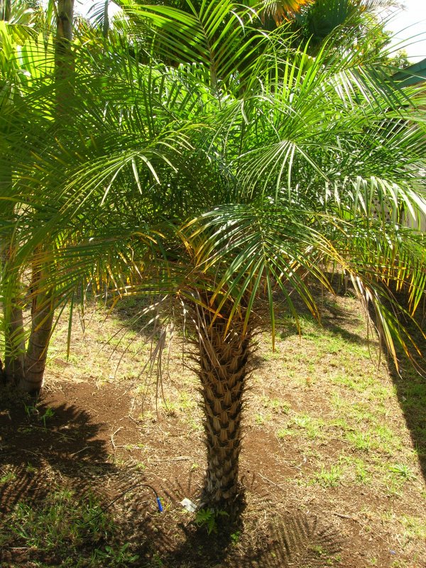 Phoenix roebelenii