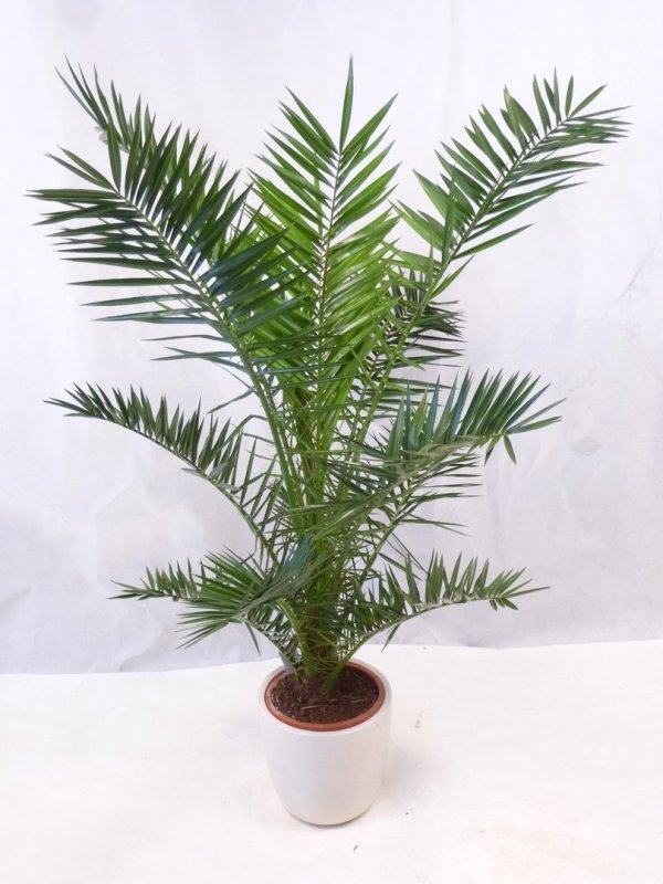 Dwarf Date Palm растение
