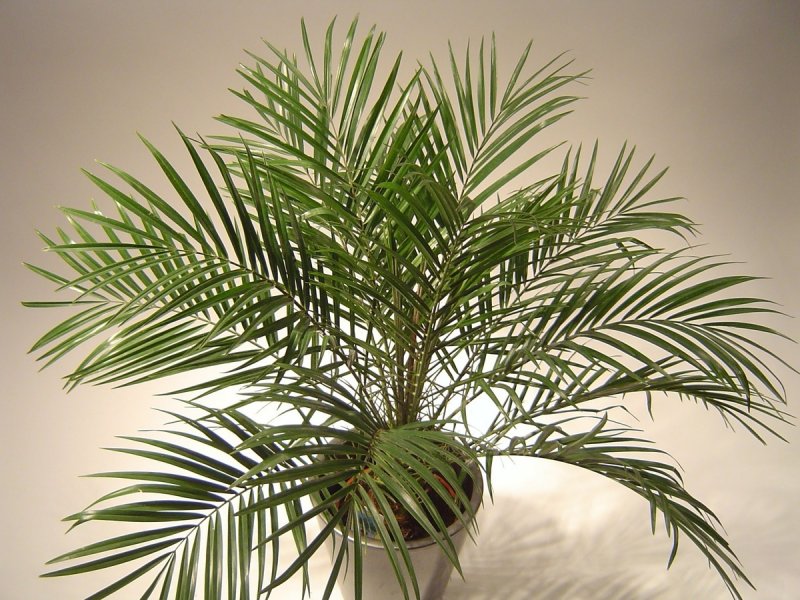 Финик Канарский (70 см)