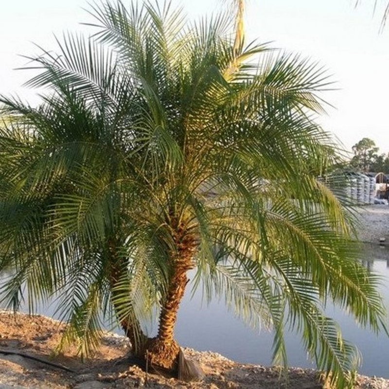 Phoenix roebelenii