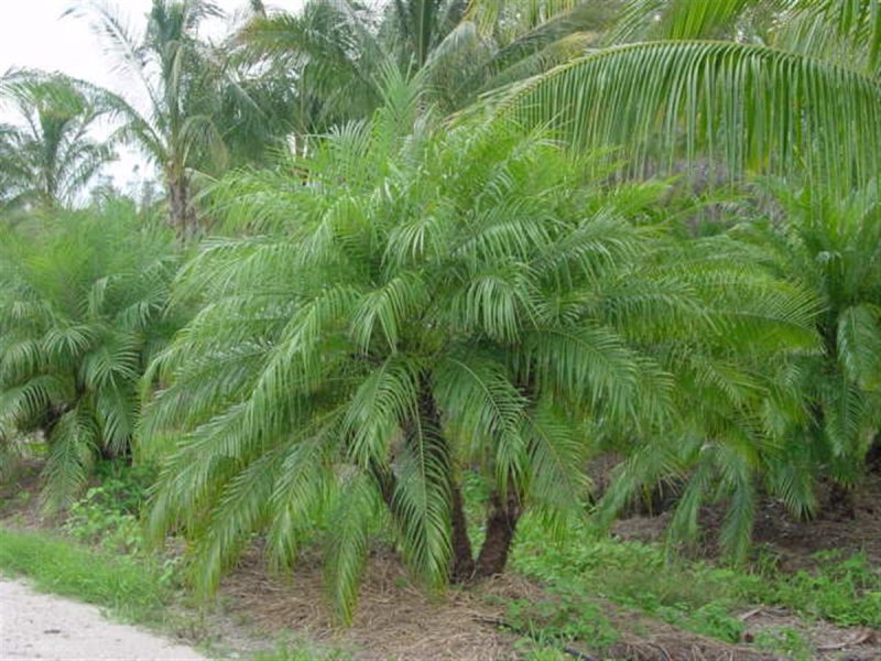 Phoenix roebelenii
