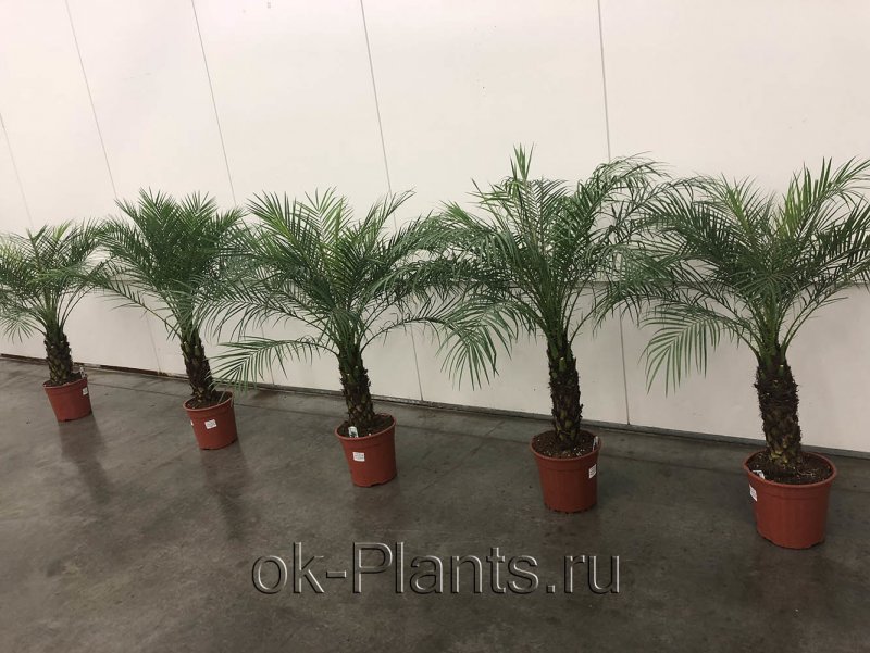 Финик робелини (130)