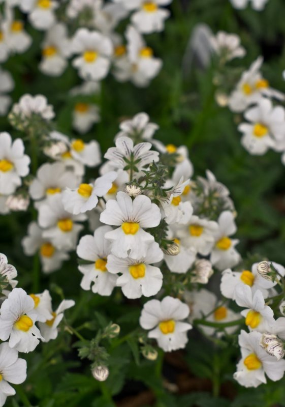 Nemesia Essential Blueberry Custard