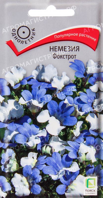 Немезия голубая
