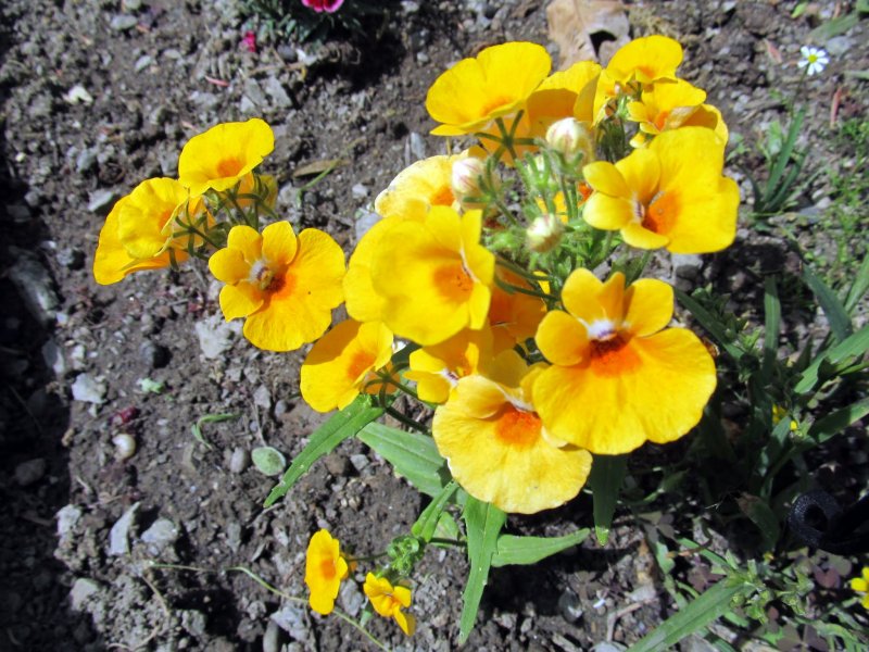 Немезия Sunsatia Plus