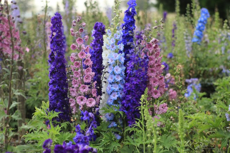 Highgrove Gardens