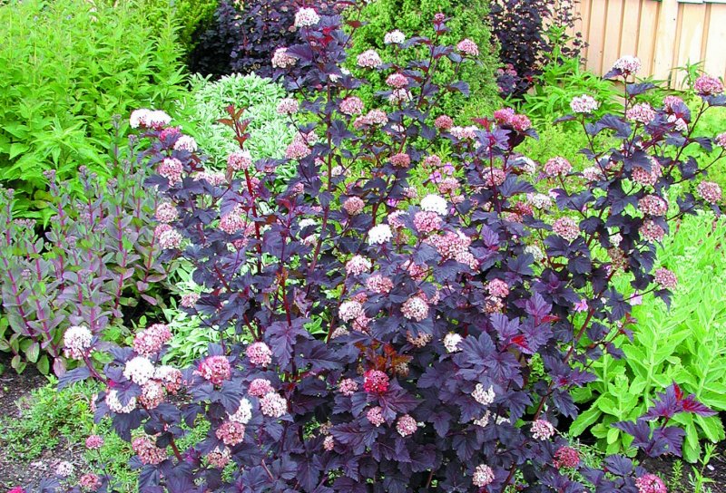 Physocarpus opulifolius диабло