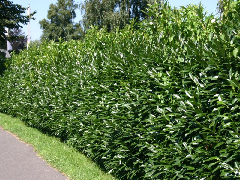 Лавровишня laurocerasus