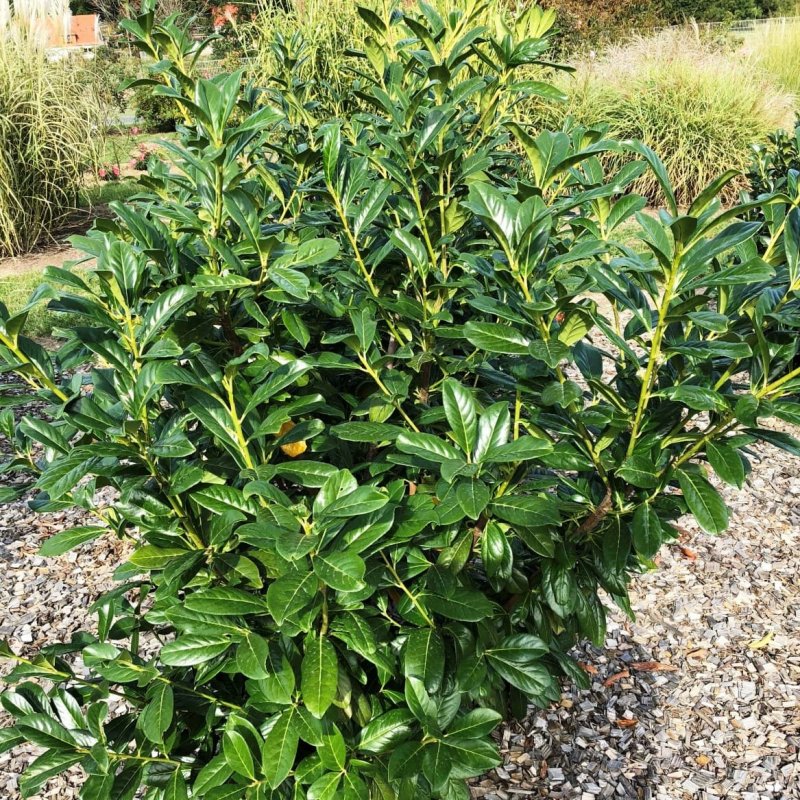 Лавровишня (laurocerasus officinalis)