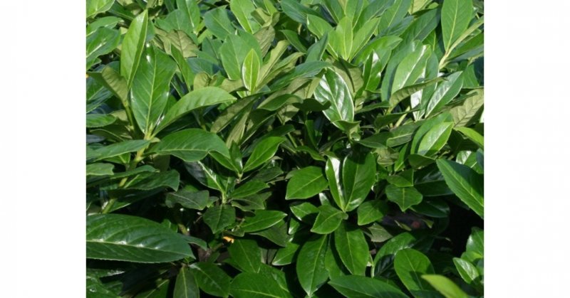 Лавровишня лекарственная Новита Prunus laurocerasus novita