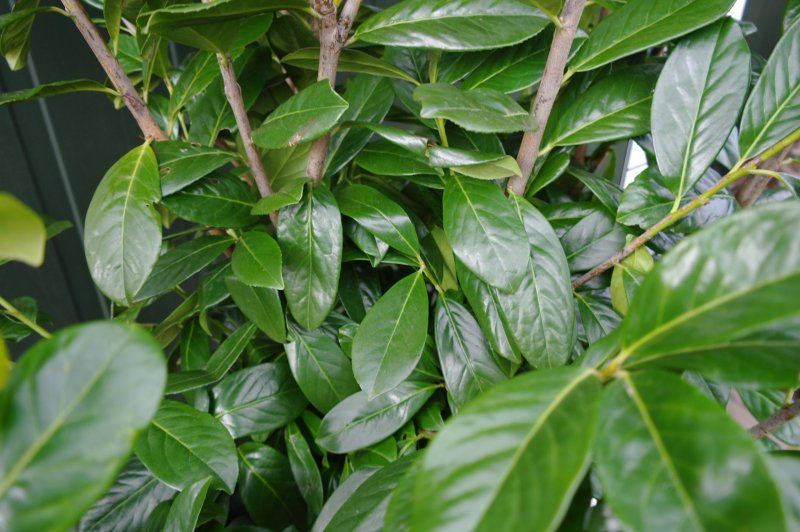 Лавровишня лекарственная – laurocerasus officinalis Roem.