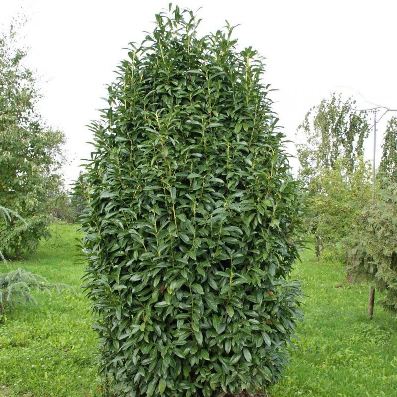 Prunus laurocerasus Genolia