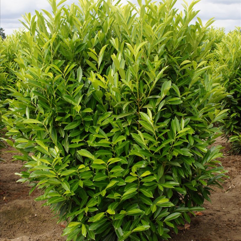 Лавровишня laurocerasus