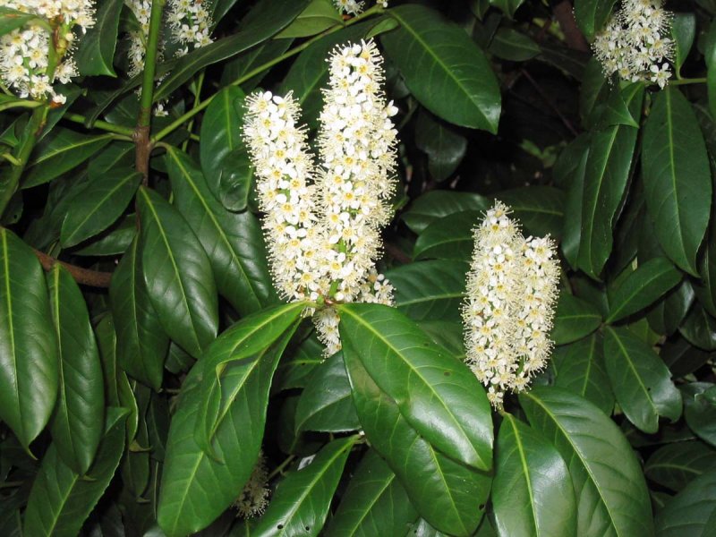 Лавровишня лекарственная – laurocerasus officinalis Roem.