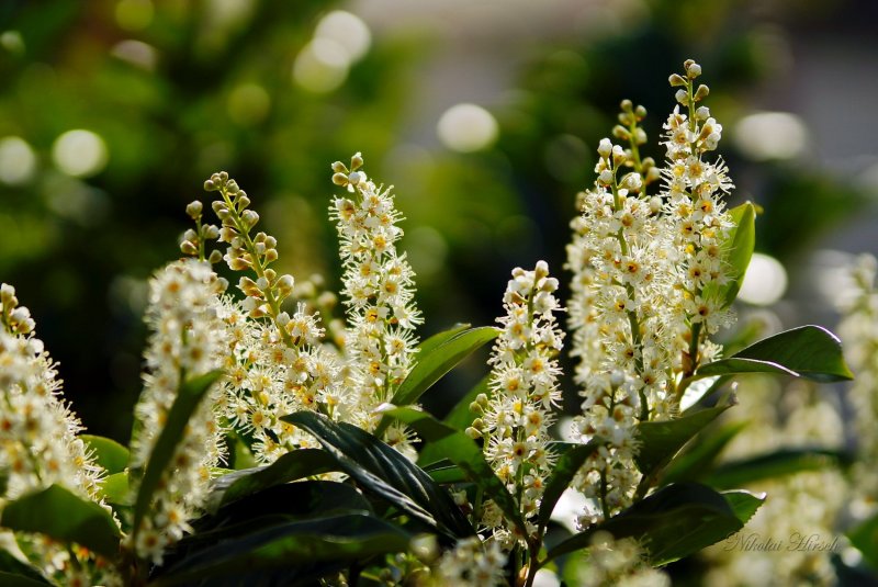 Лавровишня (laurocerasus officinalis)