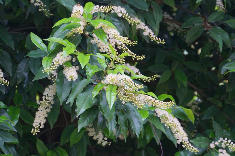 Лавр благородный (Laurus Nobilis)