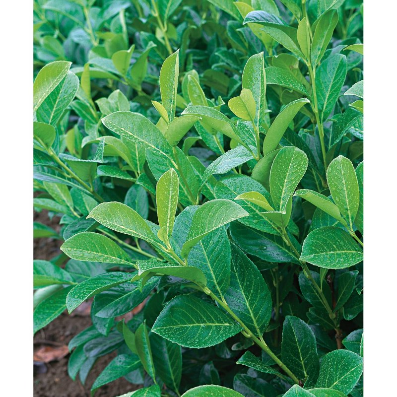Лавровишня (laurocerasus officinalis)