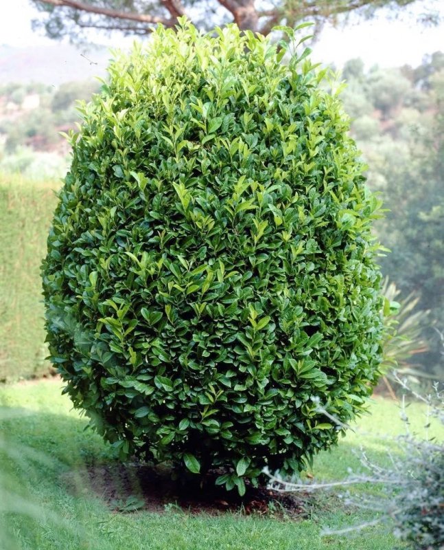 Лавровишня laurocerasus