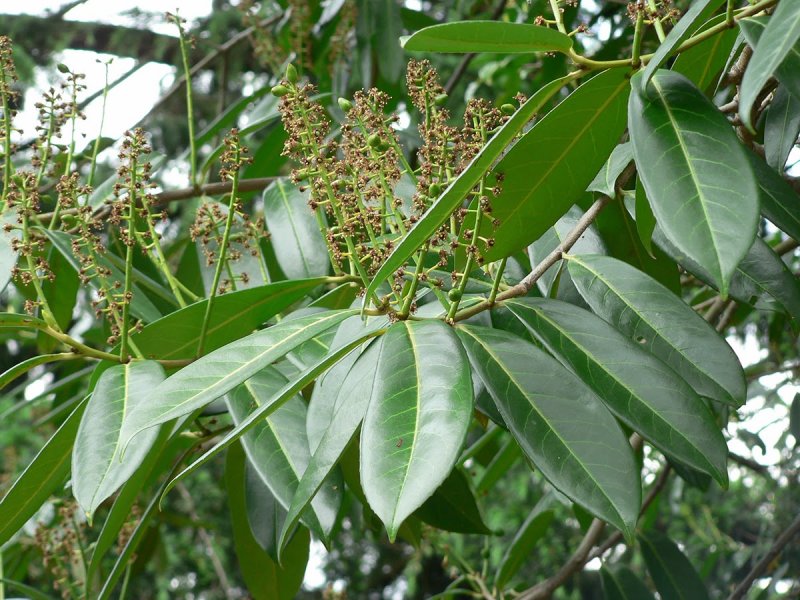 Лавровишня laurocerasus