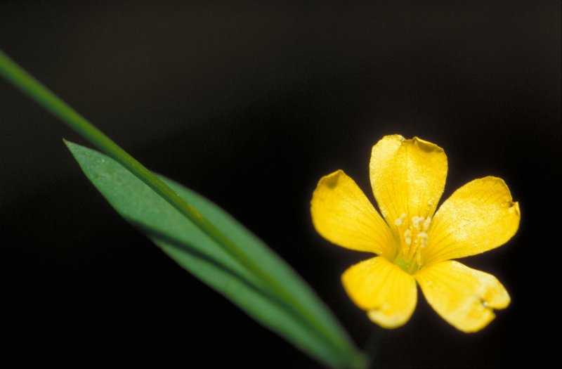 Linum uralense juz. – Лен Уральский