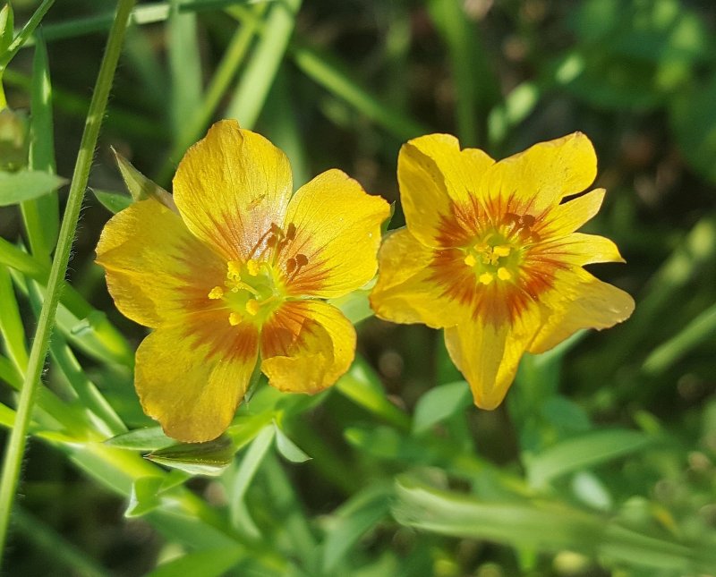 Linum flavum 'compactum'